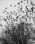 Picture of THE BIRDS 3