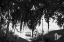 Picture of TREE BEARD 2