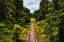Picture of OVERGROWTH 3