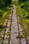 Picture of OVERGROWTH 4