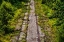 Picture of OVERGROWTH 