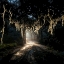 Picture of ROAD IN THE WOODS 7
