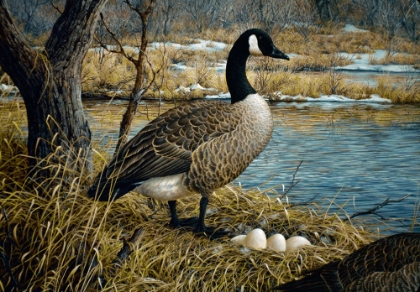 Picture of CANADIAN GOOSE