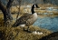 Picture of CANADIAN GOOSE