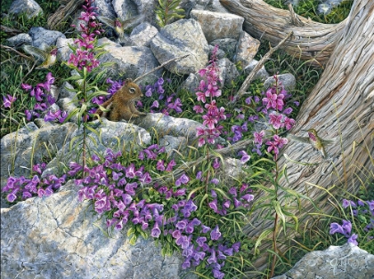 Picture of CALLIOPE HUMMINGBIRDS