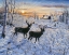 Picture of TWO DEER IN THE MOONLIGHT
