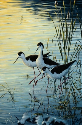 Picture of ELEGANT TRIO - BLACKNECKED STILTS