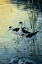 Picture of ELEGANT TRIO - BLACKNECKED STILTS