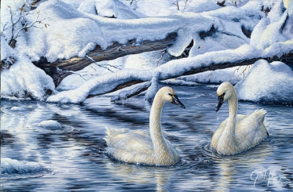 Picture of TUNDRA SWANS
