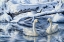 Picture of TUNDRA SWANS