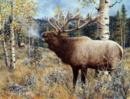 Picture of WAPITI