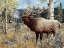 Picture of WAPITI