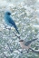 Picture of WINTER SAGE-MT BLUEBIRDS