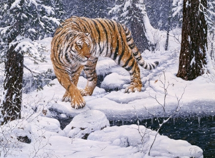 Picture of SILENT HUNTER- SIBERIAN TIGER