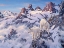 Picture of AMONG THE CLOUDS - MTN. GOAT