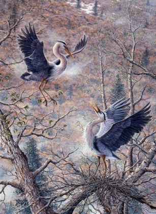 Picture of NESTING TIME - GREAT BLUE HERONS