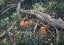 Picture of FAWNS AND FLOWERS