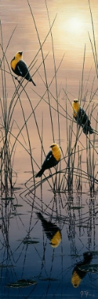 Picture of MORNING CALL - YELLOW HEADED BLACKBIRDS