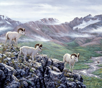 Picture of DALL SHEEP AT DENALI