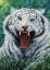 Picture of WHITE TIGER 2