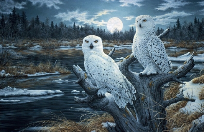 Picture of SNOWY OWLS