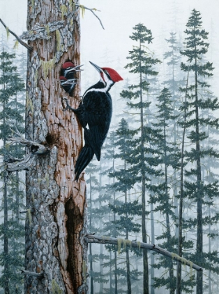 Picture of PILIATED WOODPECKERS