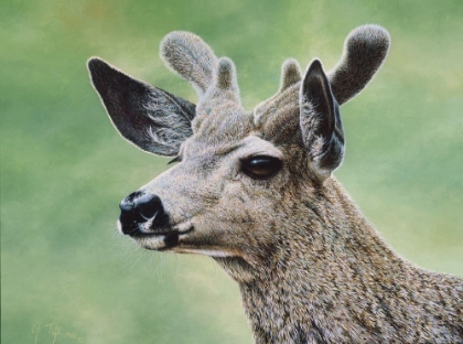 Picture of MULE DEER IN VELVET