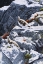 Picture of GHOSTS OF THE HIGH COUNTRY
