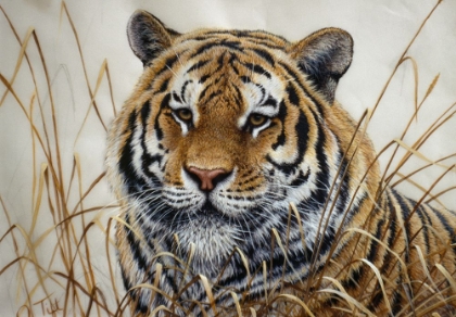 Picture of TIGER