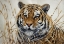 Picture of TIGER