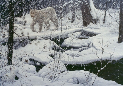 Picture of CANADIAN LYNX AND SNOWSHOE HARE