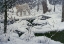 Picture of CANADIAN LYNX AND SNOWSHOE HARE