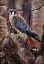 Picture of BLUE HAWK