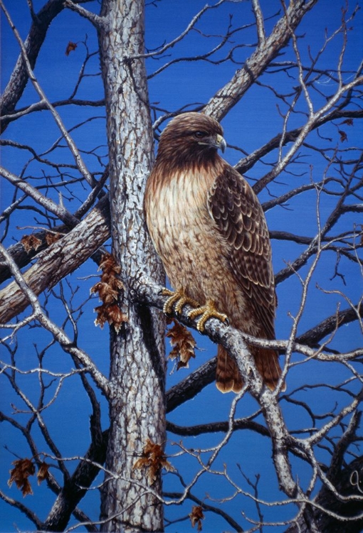 Picture of RED TAILED HAWK