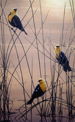Picture of YELLOW HEADED B BIRDS