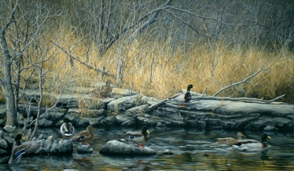 Picture of EARLY MORNING MALLARDS