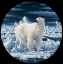 Picture of POLAR BEAR