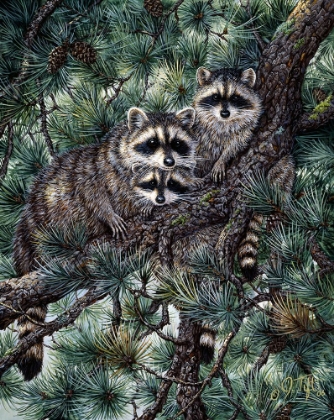 Picture of RACOONS