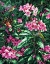 Picture of ANNAS AND RHODIES