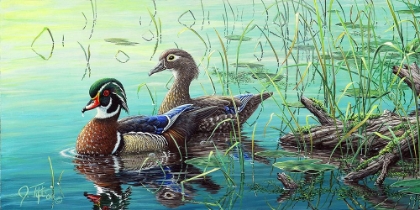 Picture of WOOD DUCKS