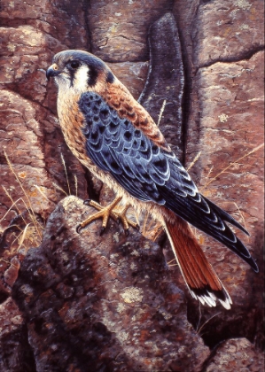 Picture of KESTRAL