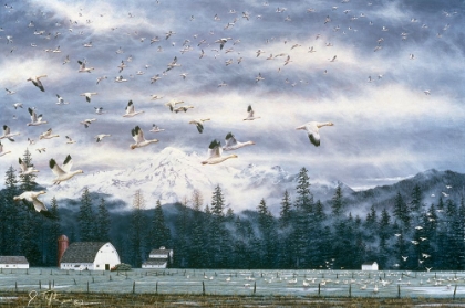 Picture of GEESE FLYING OVER FARMLAND
