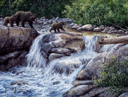 Picture of ENTIAT FALLS-GRIZZLY FAMILY