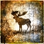 Picture of HIGH COUNTRY MOOSE