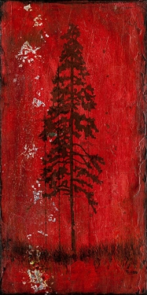 Picture of LODGE POLE PINE