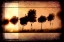 Picture of FOR THE LOVE OF TREES I
