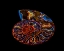 Picture of NAUTILUS II
