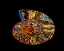 Picture of NAUTILUS III