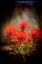 Picture of DESERT FLOWER 1