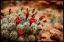 Picture of DESERT FLOWER 3